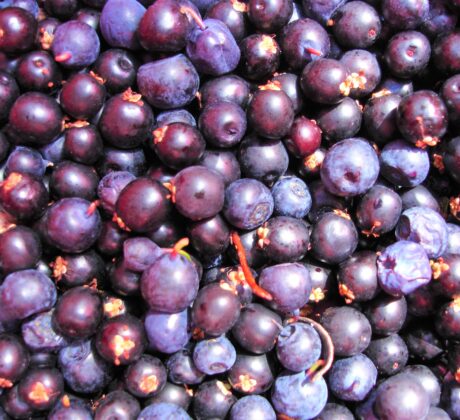 BILBERRY