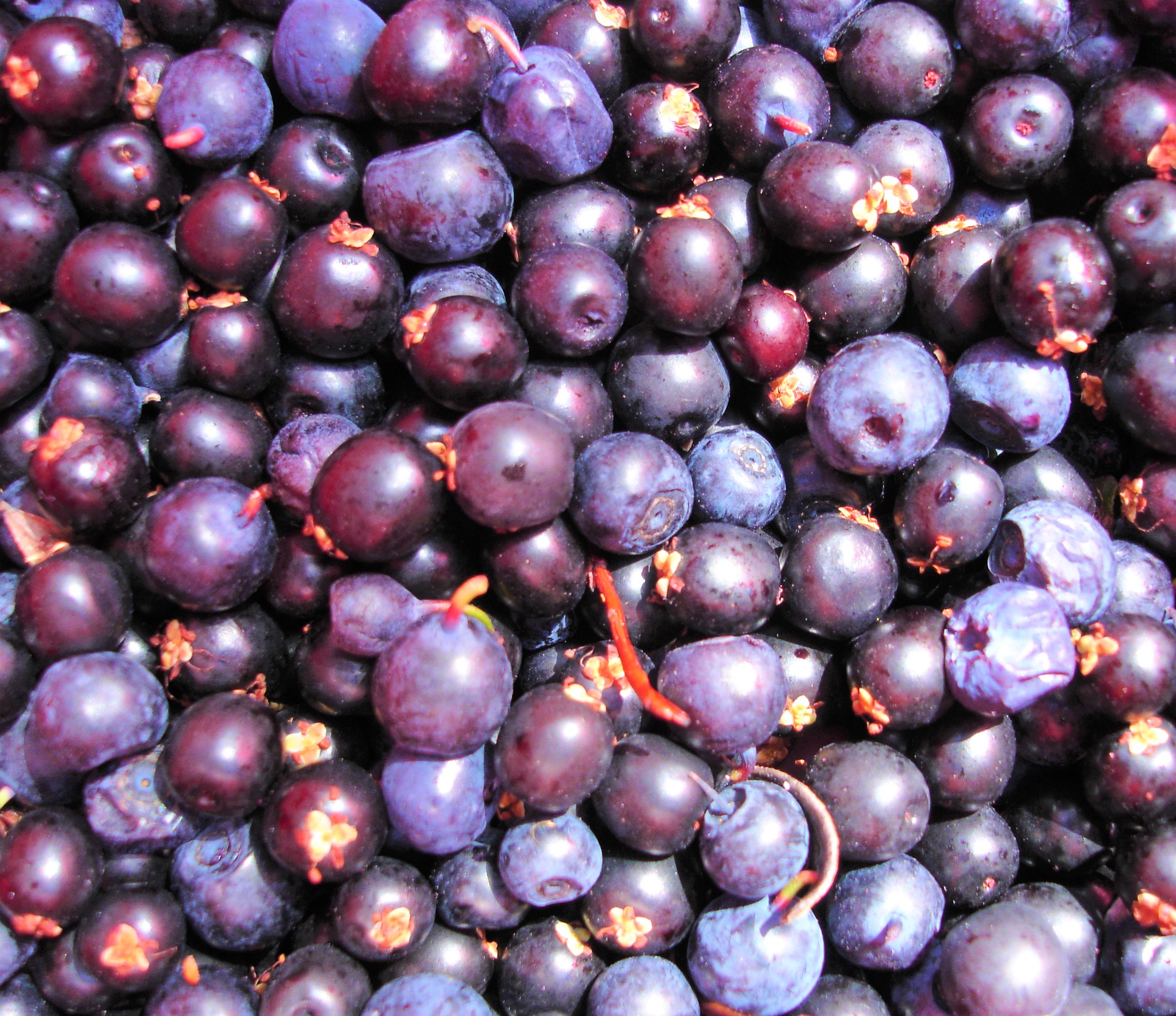 BILBERRY