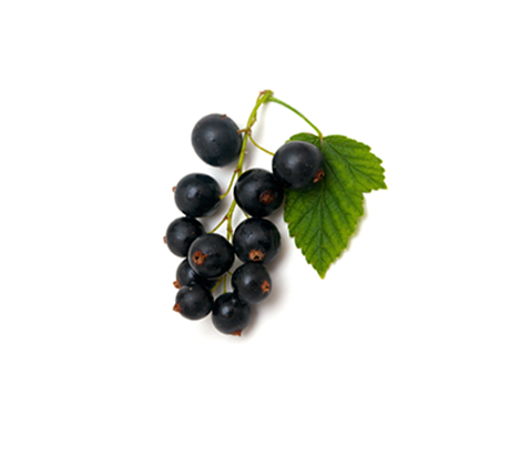 BLACK CURRANT