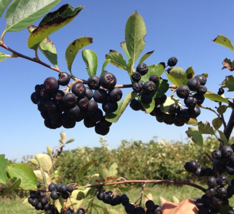 Aronia Berry Juice Powder