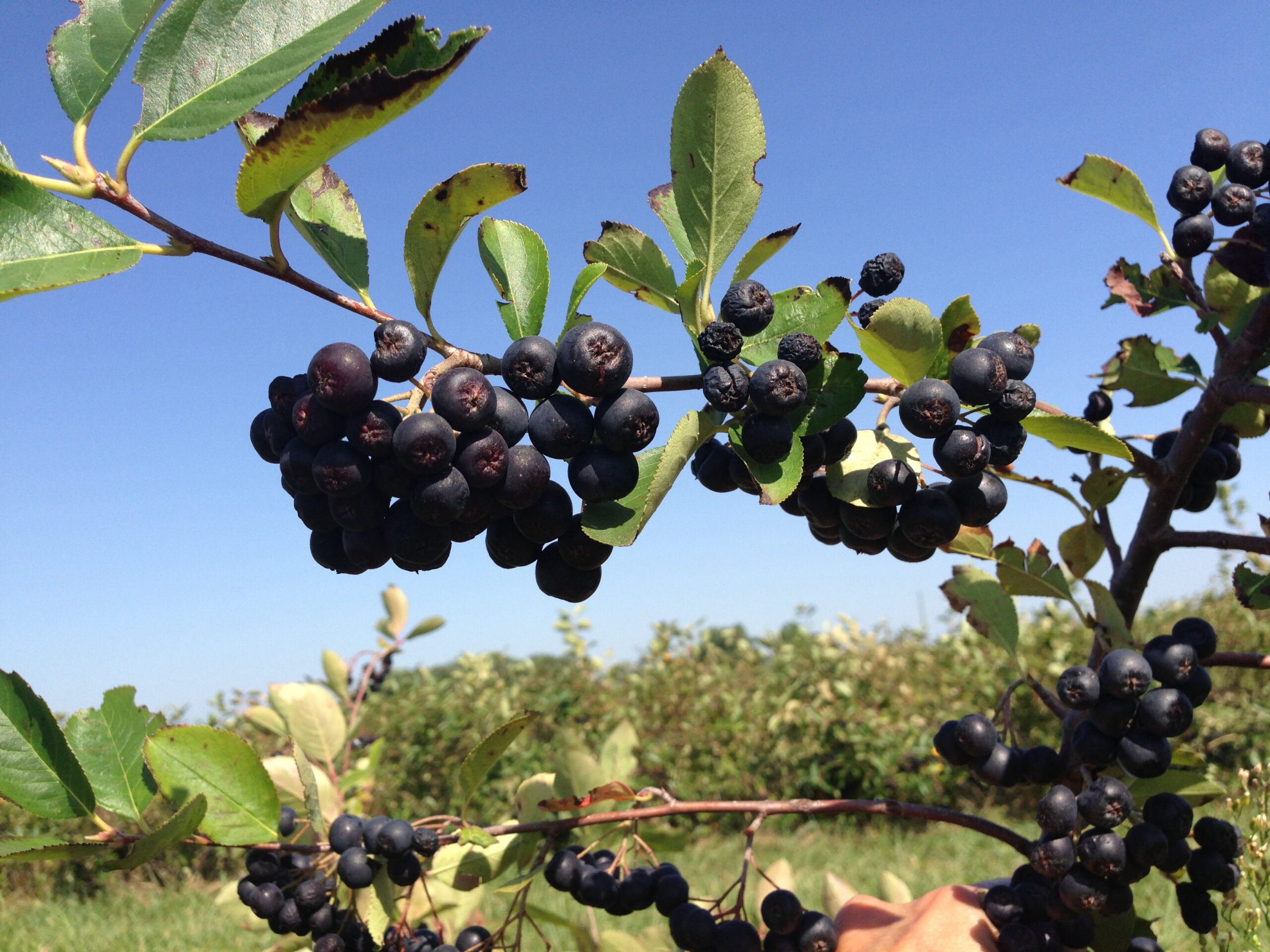 Aronia Berry Juice Powder