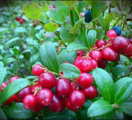 Lingon Berry Juice Powder