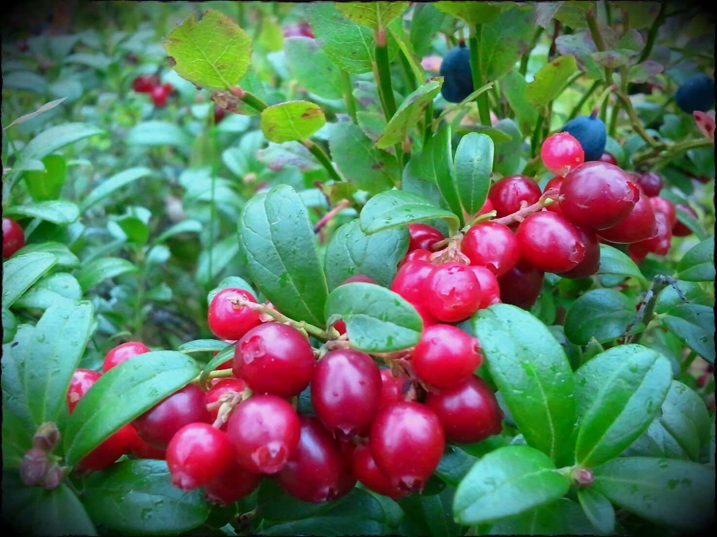 Lingon Berry Juice Powder